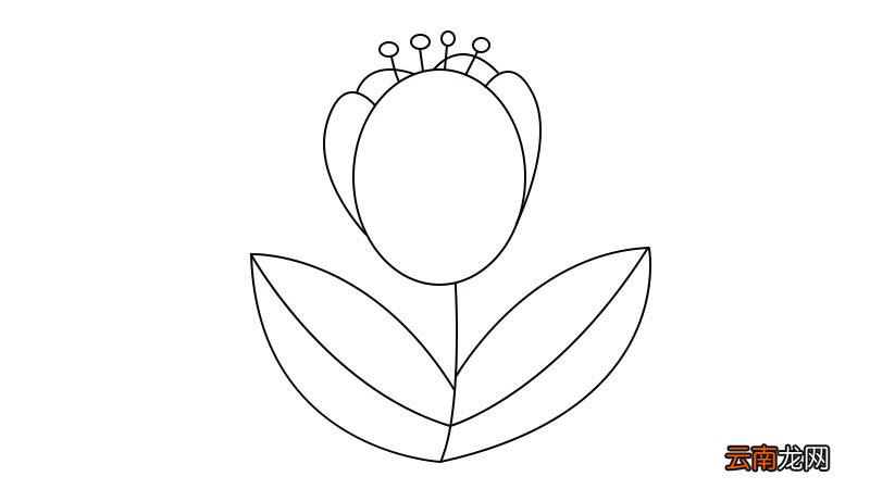 郁金香简笔画怎么画郁金香简笔画画法