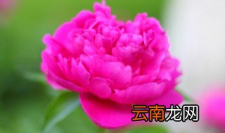 芍药怎么才能开花 芍药怎样开花