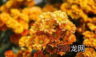 菊花一天需要浇几次水 菊花几天浇一次水比较好