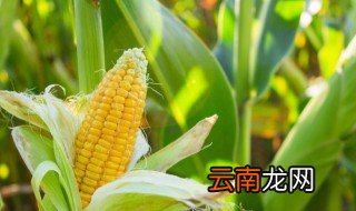 玉米秸秆怎么做饲料 玉米秸秆怎么做成肥料