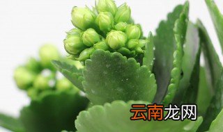 长寿花浇水浇多了怎么办 长寿花浇水多了怎么办