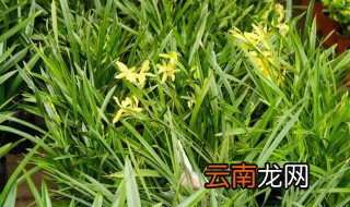 家中为什么不能养兰花 为什么兰花不能养家里