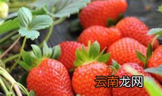 草莓开花时可以浇水吗，草莓花期如何浇水