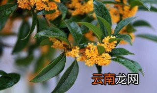 桂花开花期间能否浇水或给叶子喷水 桂花开花时能浇水吗