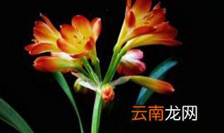 君子兰开花时能否浇水 君子兰开花时能浇水吗
