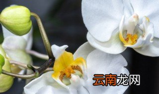 蝴蝶兰开花后几天浇一次水 蝴蝶兰花几天浇一次水啊