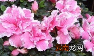家养的杜鹃花为什么不开花 我为什么养不活杜鹃花
