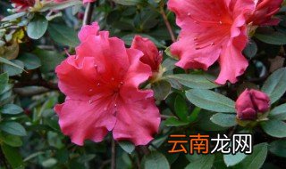 杜鹃和栀子花的养法一样吗 杜鹃花和栀子花长什么样