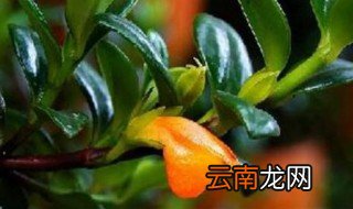 金鱼花几天浇一次水 金鱼花几天浇一次水合适