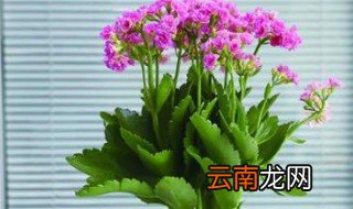 刚移栽的长寿花要马上浇水吗 长寿花移盆后需要立刻浇水吗