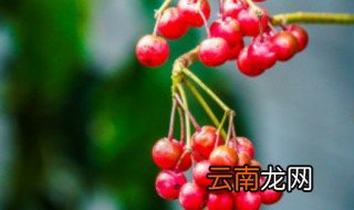 朱砂根几天浇一次水 朱砂根多少天浇一次水