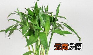 土培富贵竹几天浇一次水啊，土养富贵竹几天浇水一次