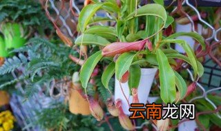 瓶子草和猪笼草的区别是什么 怎么辨别瓶子草和猪笼草