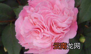 芍药属于什么花卉 芍药是什么品种