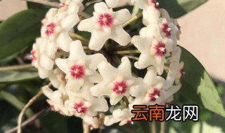 球兰花为什么不开花 球兰花为啥不开花