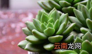 立夏多肉品种有哪些 关于立夏多肉品种
