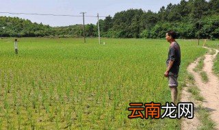 立夏还能种植玉米吗 立夏是否还能种植玉米