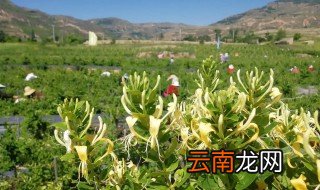 金银花立夏还能种植吗 金银花立夏还能不能种植