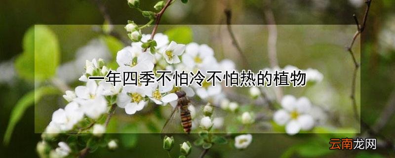 一年四季不怕冷不怕热的植物