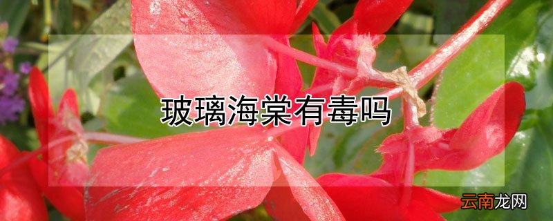 玻璃海棠有毒吗