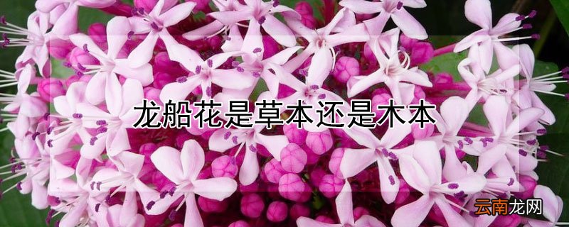 龙船花是草本还是木本