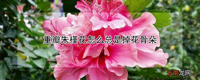 重瓣朱槿花怎么总是掉花骨朵