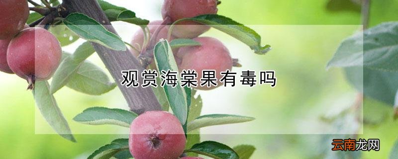 观赏海棠果有毒吗