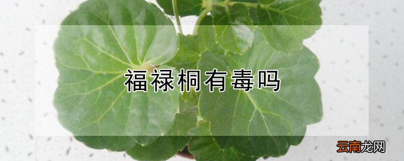 福禄桐有毒吗