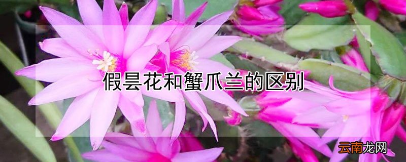 假昙花和蟹爪兰的区别