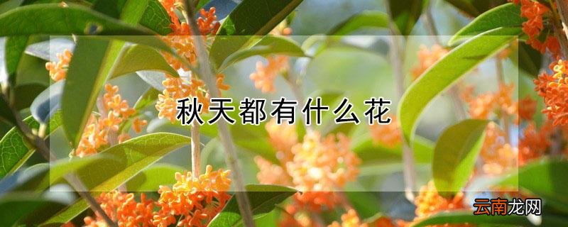 秋天都有什么花