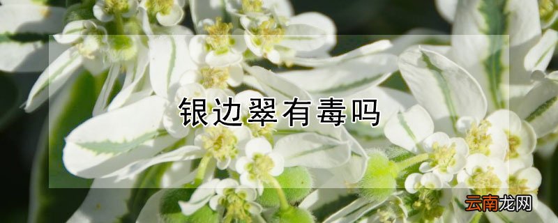 银边翠有毒吗