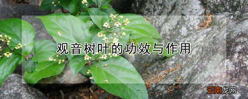 观音树叶的功效与作用