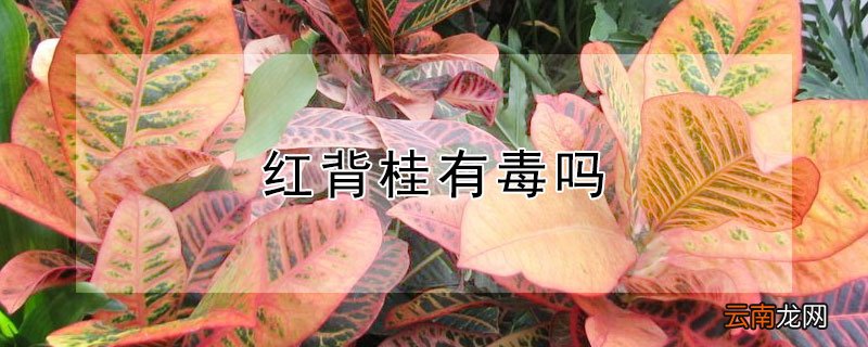 红背桂有毒吗