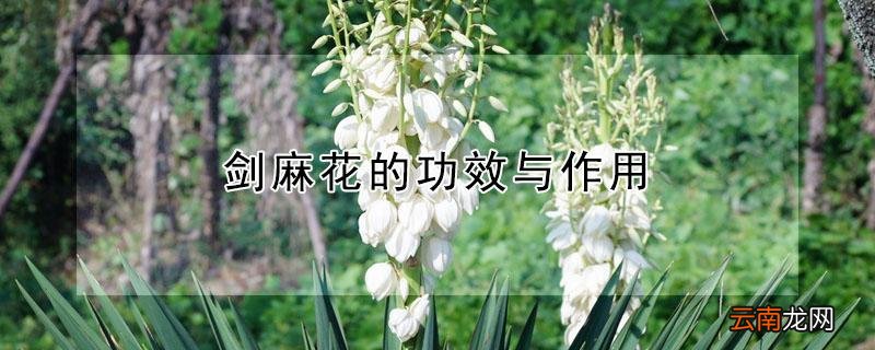 剑麻花的功效与作用