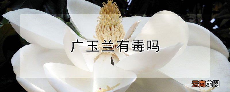广玉兰有毒吗