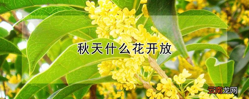 秋天什么花开放