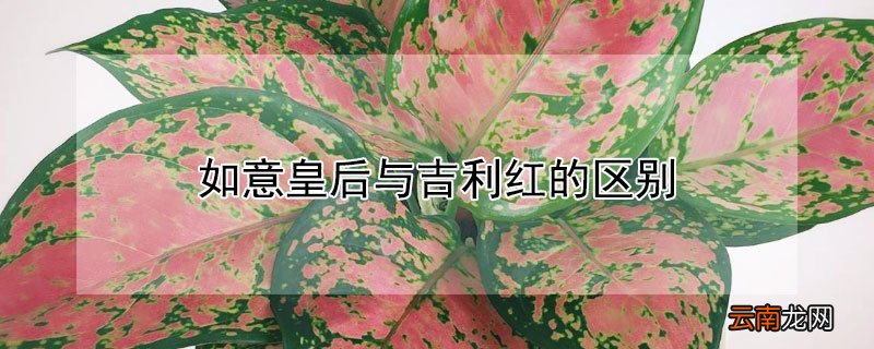 如意皇后与吉利红的区别