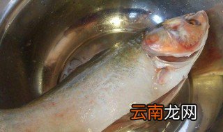 大头鱼怎么做才好吃 大头鱼如何做才好吃