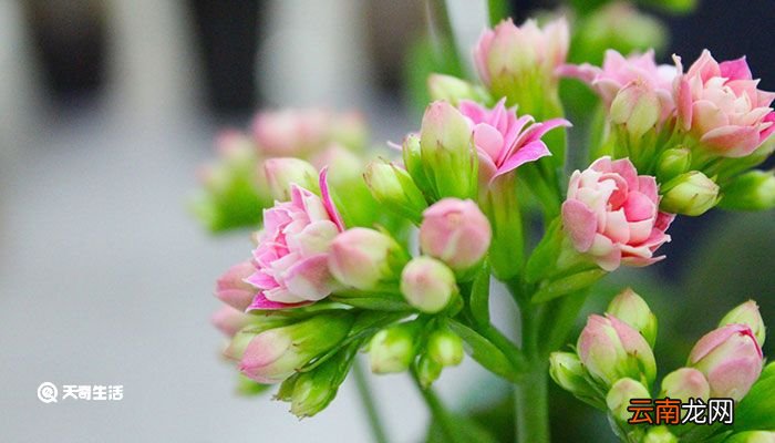 长寿花怎么养 长寿花的养殖方法