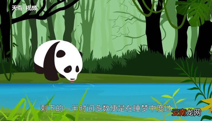 野生大熊猫分布在哪些地区 野生大熊猫分布在哪个省份
