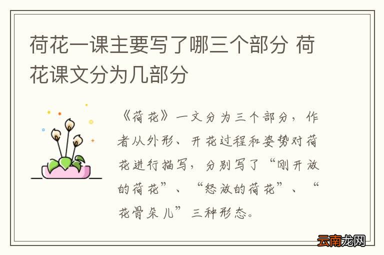 荷花一课主要写了哪三个部分 荷花课文分为几部分