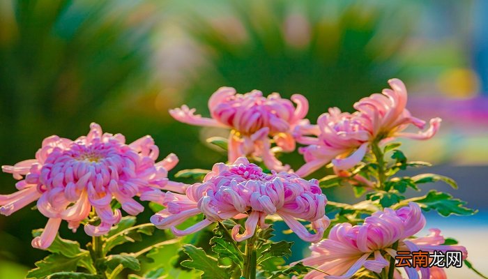 还来就菊花还读hai对吗 还来就菊花的全诗