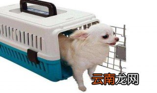 宠物飞机托运很痛苦吗 宠物飞机托运痛苦吗