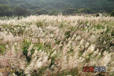 菅芒花与芦苇的区别