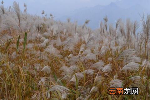 菅芒花与芦苇的区别