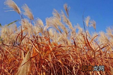 芒草和荻的区别