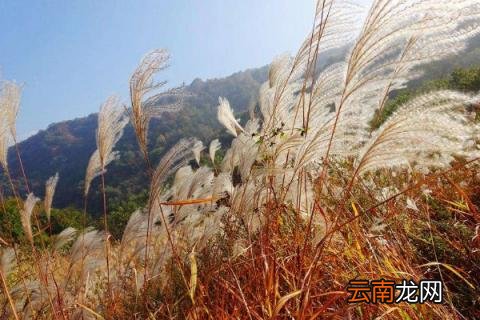 芒草和荻的区别