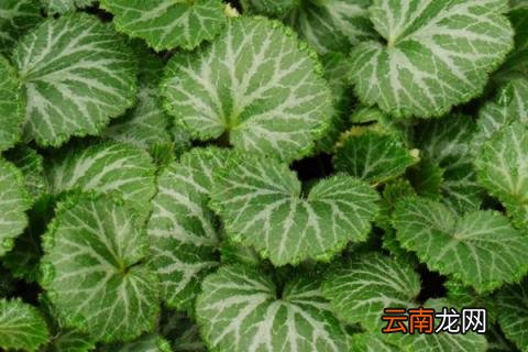 猫耳草和虎耳草的区别