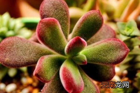 锦晃星锈病枯萎怎么办