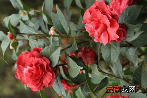 茶叶与茶花树的区别